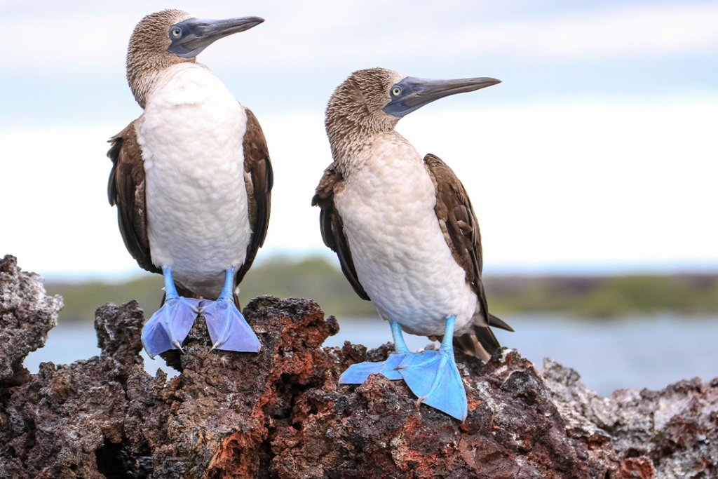 Two Blue-footed Boobies standing on a rocky outcrop at Elizabeth Bay off the coast of Isabela Island in the Galapagos Islands.